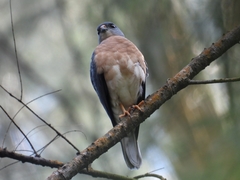 Accipiter soloensis