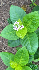 Pseuderanthemum