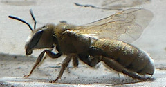 Vestitohalictus