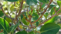 Excoecaria agallocha