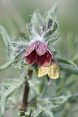 Hyoscyamus