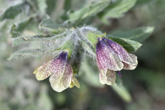 Hyoscyamus