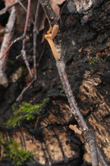 Macrotyphula contorta