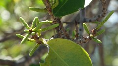 Excoecaria agallocha