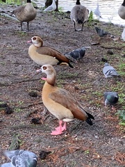 Alopochen aegyptiaca