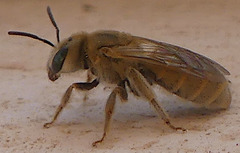 Vestitohalictus