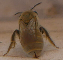 Vestitohalictus
