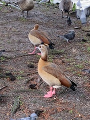 Alopochen aegyptiaca