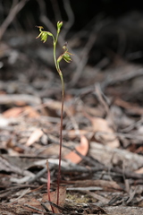 Caleana minor