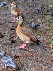 Alopochen aegyptiaca