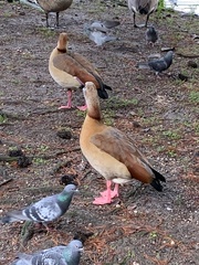 Alopochen aegyptiaca