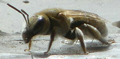 Vestitohalictus