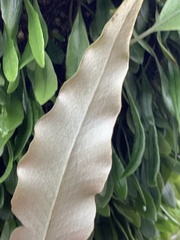 Pyrrosia lingua
