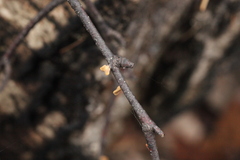 Macrotyphula contorta