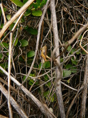 Phaulacridium marginale