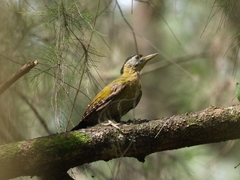Picus vittatus