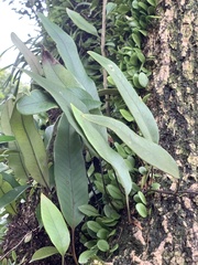 Pyrrosia lingua