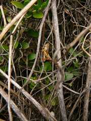 Phaulacridium marginale