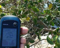 Excoecaria agallocha