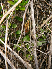 Phaulacridium marginale