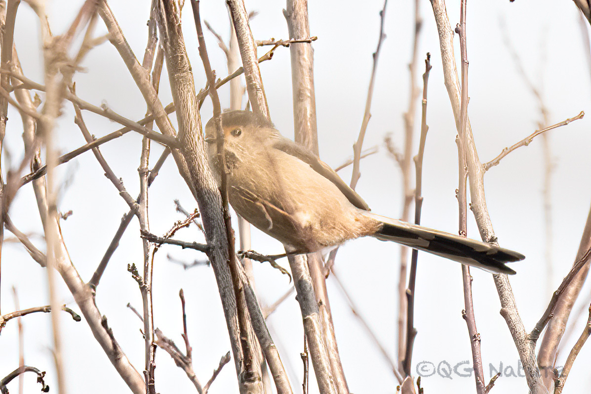 Silver-throated Bushtit