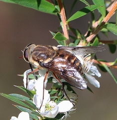 Scaptia