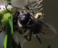 Leioproctus