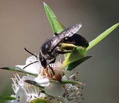 Leioproctus