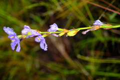 Aristea racemosa