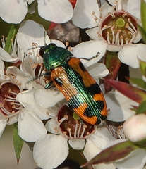 Castiarina scalaris