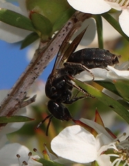 Colletidae