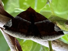Poaphilini