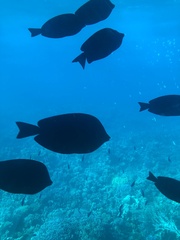 Zebrasoma desjardinii