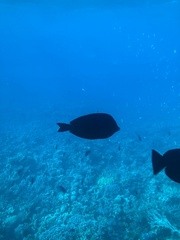 Zebrasoma desjardinii