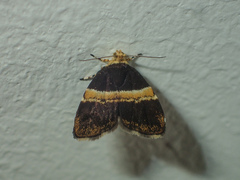 Choreutis basalis