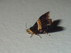 Choreutis basalis