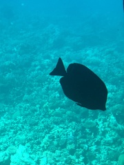 Zebrasoma desjardinii