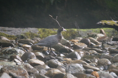 Hymenolaimus malacorhynchos