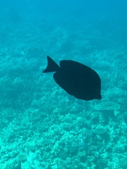 Zebrasoma desjardinii