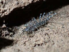 Scutigeromorpha