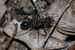 Myrmecia pulchra