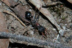 Myrmecia pulchra