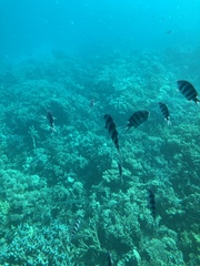 Abudefduf sexfasciatus