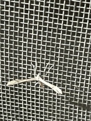 Stenoptilia zophodactylus