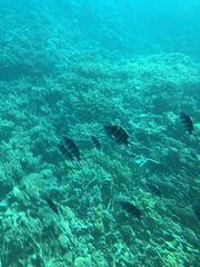 Abudefduf sexfasciatus