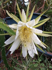 Selenicereus setaceus