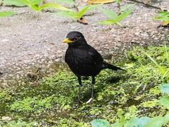 Turdus mandarinus