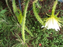 Selenicereus setaceus