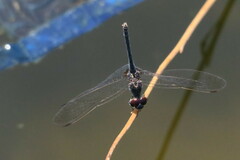 Diplacodes lefebvrii