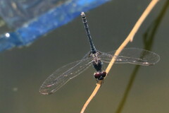 Diplacodes lefebvrii